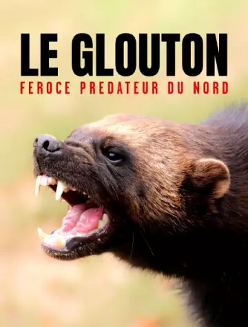 LE GLOUTON, FÉROCE PRÉDATEUR DU NORD