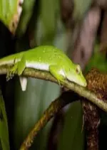 Mystérieux lézards - Une évolution inattendue